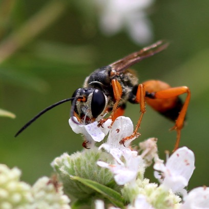 Great Golden Digger Wasp
Sphex ichneumoneus